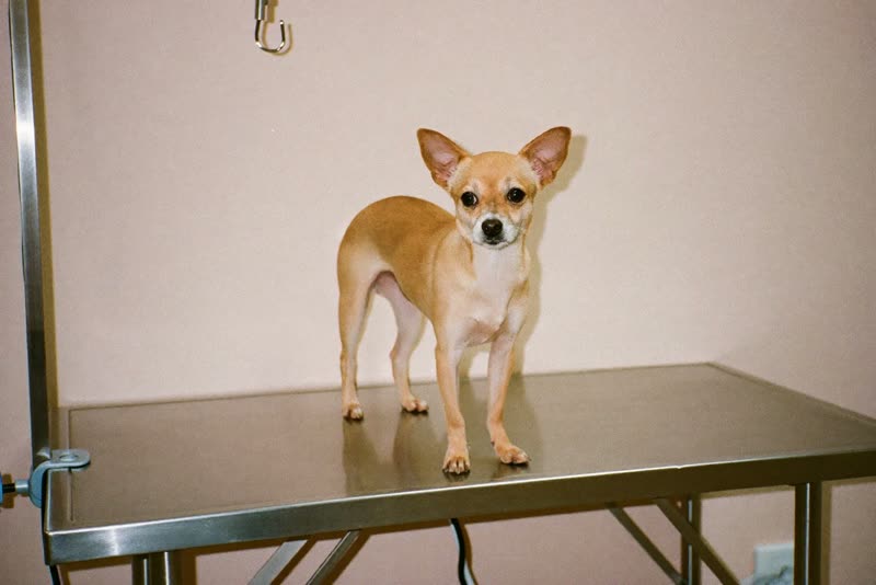 A small dog standing on a grooming table