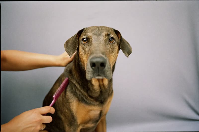 Hands combing through a dog's coat