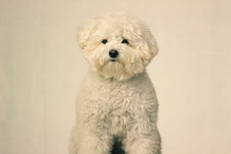 A freshly groomed bichon frise sitting upright