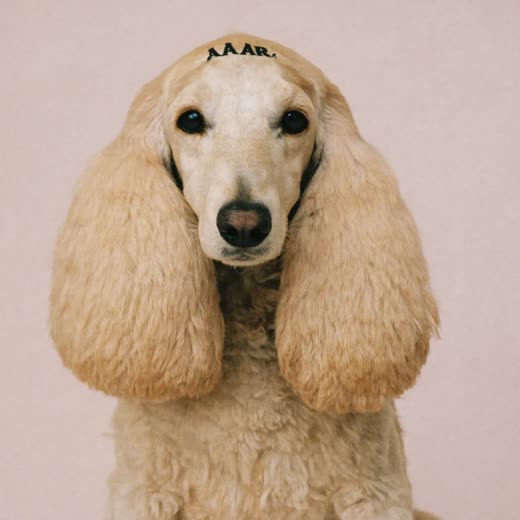 A cockapoo with a freshly clipped coat