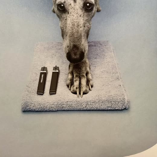 A dog's paw beside pet nail clippers